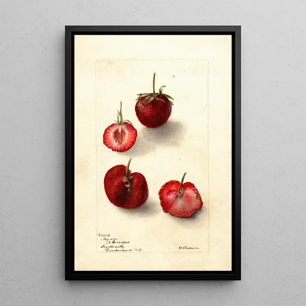 Reproduktion af maleriet Fragaria Maynor - Deborah Griscom Passmore