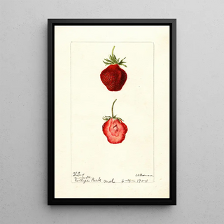 Deborah Griscom Passmore - Fragaria Seaford.webp