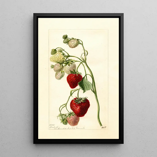 Reproduktion af maleriet Fragaria Timbrell - Deborah Griscom Passmore