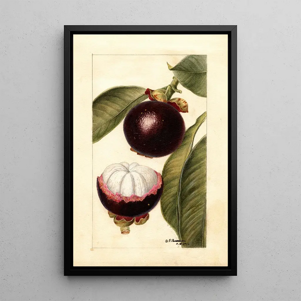 Reproduktion af maleriet Garcinia mangostana - Deborah Griscom Passmore
