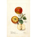 Malus domestica - Deborah Griscom Passmore — visning af kunstværket