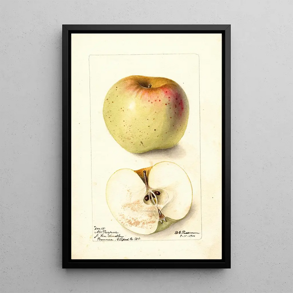 Reproduktion af maleriet Malus domestica All Purpose - Deborah Griscom Passmore
