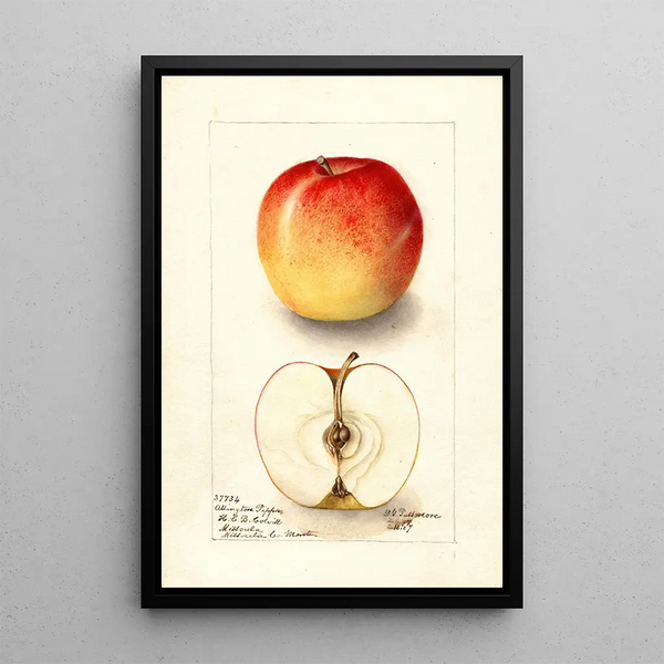 Reproduktion af maleriet Malus domestica Allington Pippin - Deborah Griscom Passmore