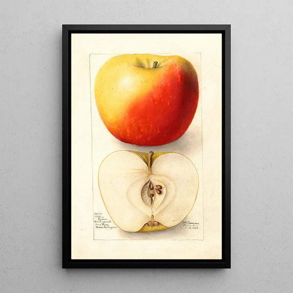 Reproduktion af maleriet Malus domestica Banana - Deborah Griscom Passmore