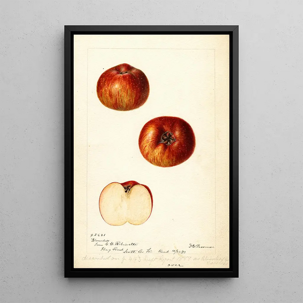 Reproduktion af maleriet Malus domestica Bloomless - Deborah Griscom Passmore