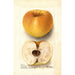 Malus domestica Champion Pippin - Deborah Griscom Passmore — visning af kunstværket