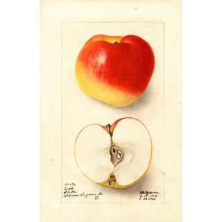 Deborah Griscom Passmore - Malus domestica Ewalt.webp