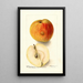Reproduktion af maleriet Malus domestica Floyd - Deborah Griscom Passmore