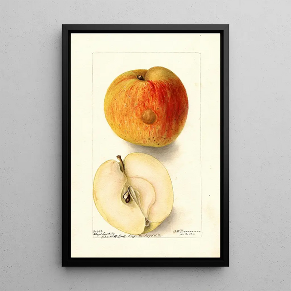 Reproduktion af maleriet Malus domestica Floyd - Deborah Griscom Passmore