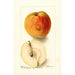 Reproduktion af maleriet Malus domestica Floyd - Deborah Griscom Passmore