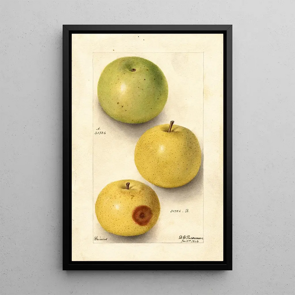 Malus domestica Grimes - Deborah Griscom Passmore — indrammet kunstværk på væggen
