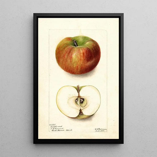 Reproduktion af maleriet Malus domestica Keeskemet - Deborah Griscom Passmore