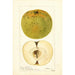 Malus domestica McMillin - Deborah Griscom Passmore — visning af kunstværket