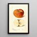 Reproduktion af maleriet Malus domestica Ralls - Deborah Griscom Passmore