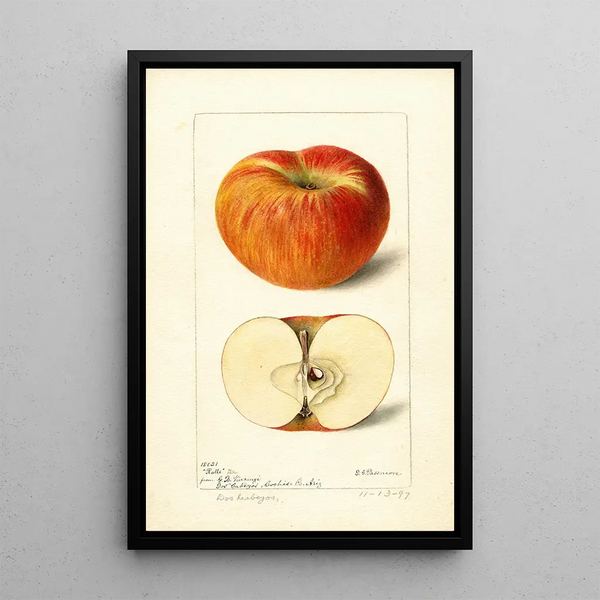 Reproduktion af maleriet Malus domestica Ralls - Deborah Griscom Passmore