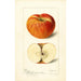 Reproduktion af maleriet Malus domestica Ralls - Deborah Griscom Passmore