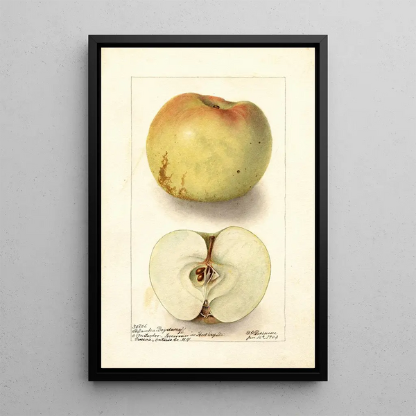 Reproduktion af maleriet Malus domestica Sklanka Bogdanoff - Deborah Griscom Passmore