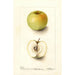 Malus domestica Spohr - Deborah Griscom Passmore — visning af kunstværket