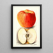 Reproduktion af maleriet Malus domestica Spokane - Deborah Griscom Passmore