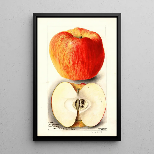 Reproduktion af maleriet Malus domestica Spokane - Deborah Griscom Passmore
