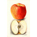 Reproduktion af maleriet Malus domestica Spokane - Deborah Griscom Passmore