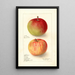 Reproduktion af maleriet Malus domestica Wealthy - Deborah Griscom Passmore