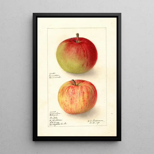 Reproduktion af maleriet Malus domestica Wealthy - Deborah Griscom Passmore