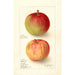 Reproduktion af maleriet Malus domestica Wealthy - Deborah Griscom Passmore