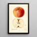 Reproduktion af maleriet Malus domestica Wine - Deborah Griscom Passmore