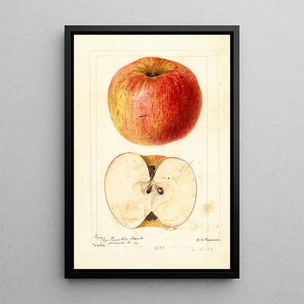 Reproduktion af maleriet Malus domestica Wine - Deborah Griscom Passmore
