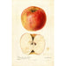 Reproduktion af maleriet Malus domestica Wine - Deborah Griscom Passmore