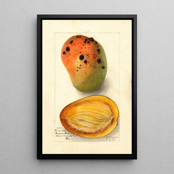 Reproduktion af maleriet Mangifera indica Ennuria - Deborah Griscom Passmore