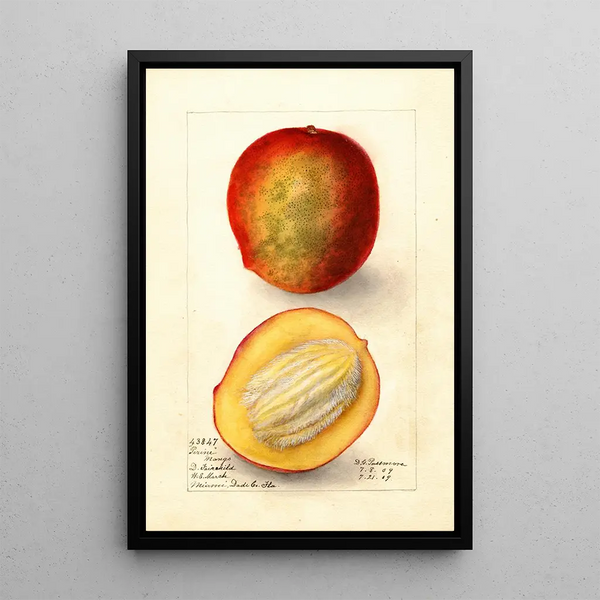 Reproduktion af maleriet Mangifera indica Perrine - Deborah Griscom Passmore
