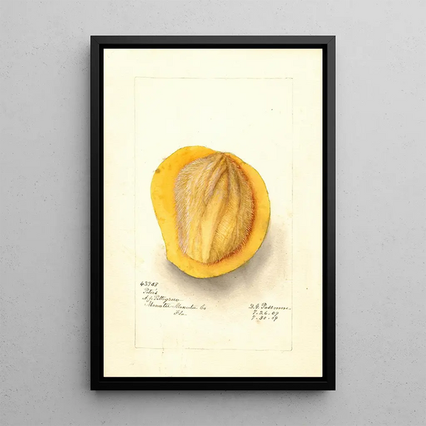 Reproduktion af maleriet Mangifera indica Peters - Deborah Griscom Passmore