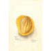 Reproduktion af maleriet Mangifera indica Peters - Deborah Griscom Passmore
