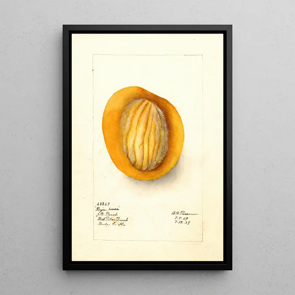 Reproduktion af maleriet Mangifera indica Raja Purra - Deborah Griscom Passmore