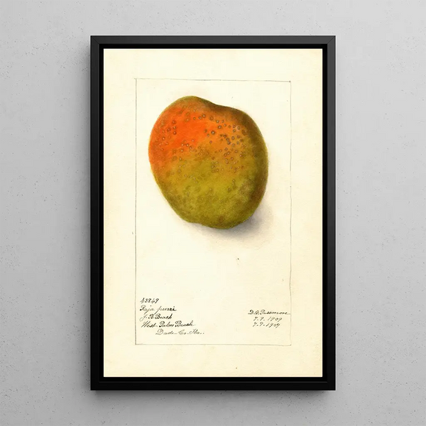 Reproduktion af maleriet Mangifera indica Raja Purri - Deborah Griscom Passmore