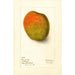 Reproduktion af maleriet Mangifera indica Raja Purri - Deborah Griscom Passmore