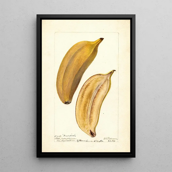 Reproduktion af maleriet Musa Paradise - Deborah Griscom Passmore