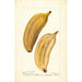 Reproduktion af maleriet Musa Paradise - Deborah Griscom Passmore