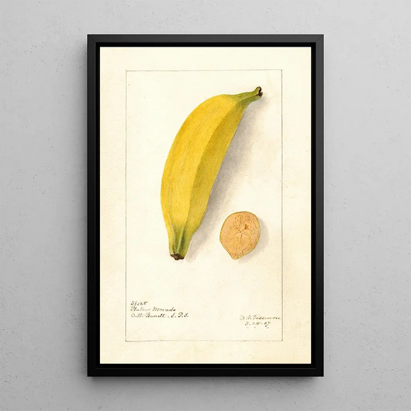 Reproduktion af maleriet Musa Platano Morado - Deborah Griscom Passmore
