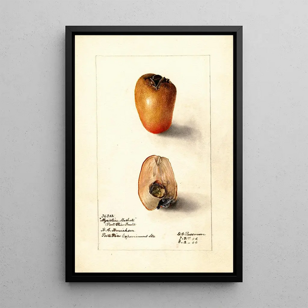 Reproduktion af maleriet Myristica fragrans - Deborah Griscom Passmore