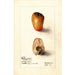 Reproduktion af maleriet Myristica fragrans - Deborah Griscom Passmore