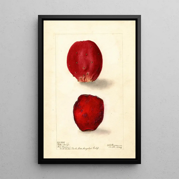 Reproduktion af maleriet Opuntia Rose Figue de Barbarie - Deborah Griscom Passmore