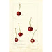 Prunus avium - Deborah Griscom Passmore — visning af kunstværket