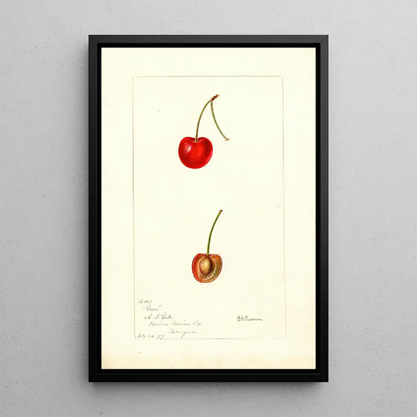 Reproduktion af maleriet Prunus avium Geer - Deborah Griscom Passmore