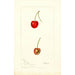 Reproduktion af maleriet Prunus avium Geer - Deborah Griscom Passmore