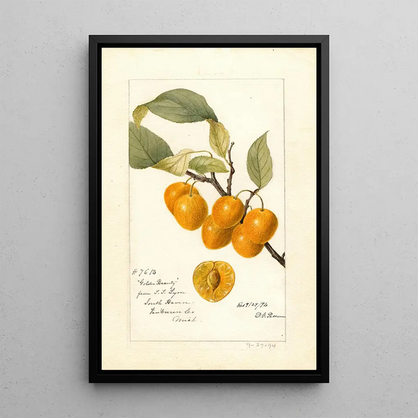 Reproduktion af maleriet Prunus avium Golden Beauty - Deborah Griscom Passmore