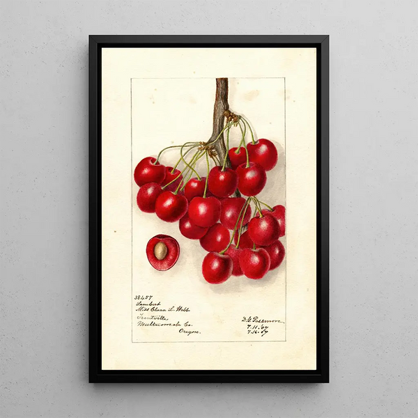 Reproduktion af maleriet Prunus avium Lambert - Deborah Griscom Passmore