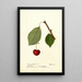 Reproduktion af maleriet Prunus avium Schmidt Bigarreau - Deborah Griscom Passmore